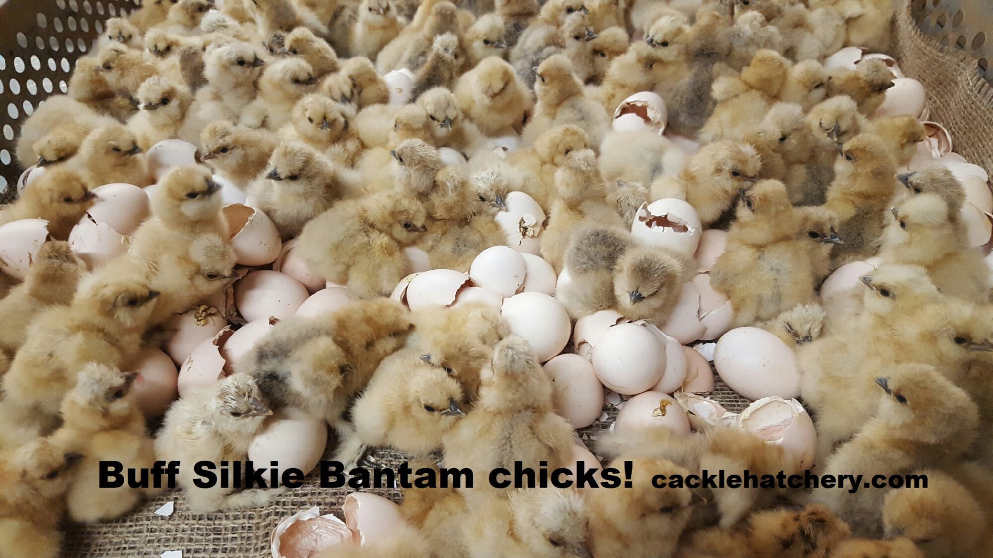 Buff Silkie Bantam Chicks Baby Chickens for Sale Cackle Hatchery