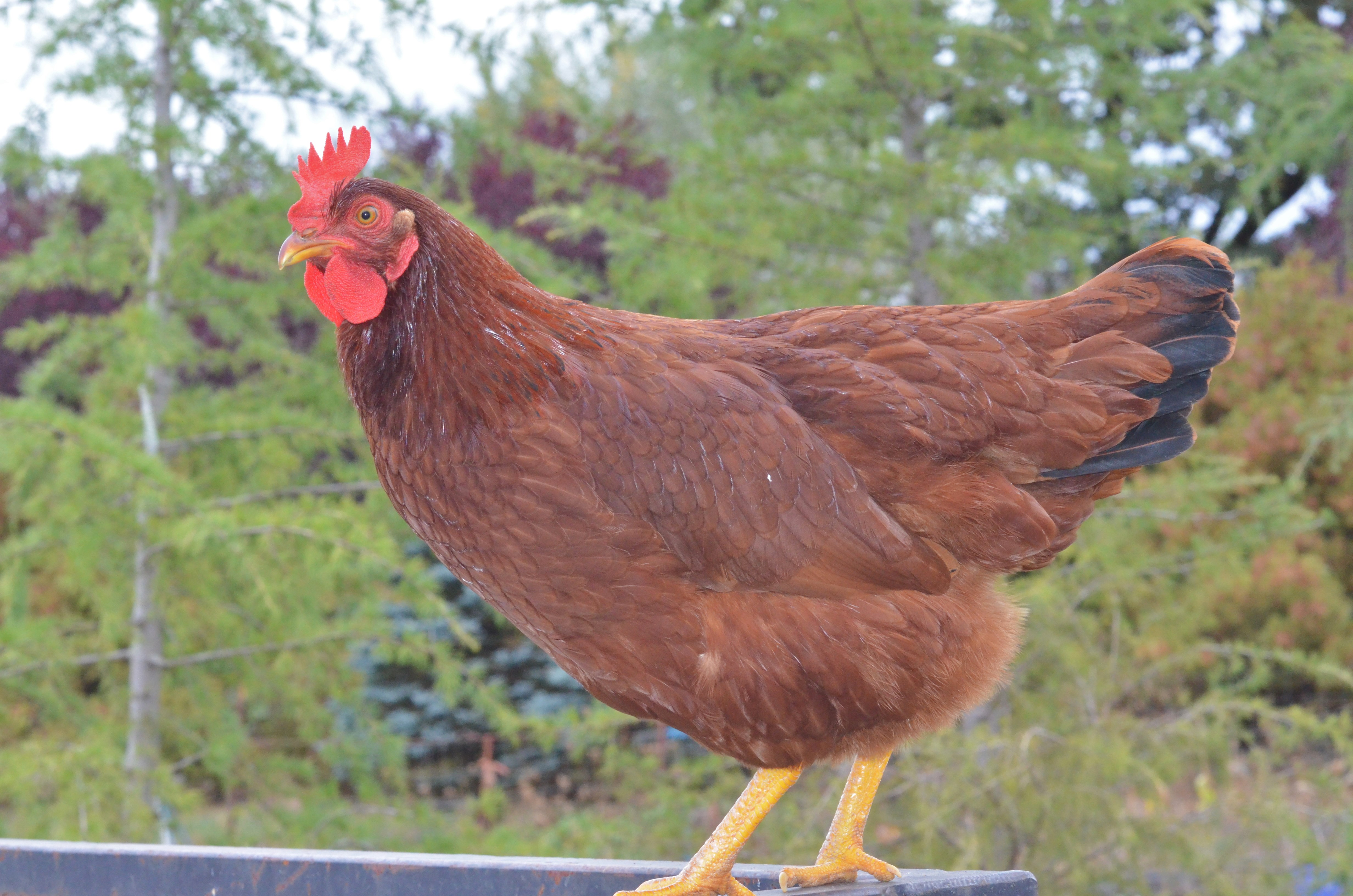 Cherry Eggers - Brown Egg Laying Chickens | Cackle Hatchery