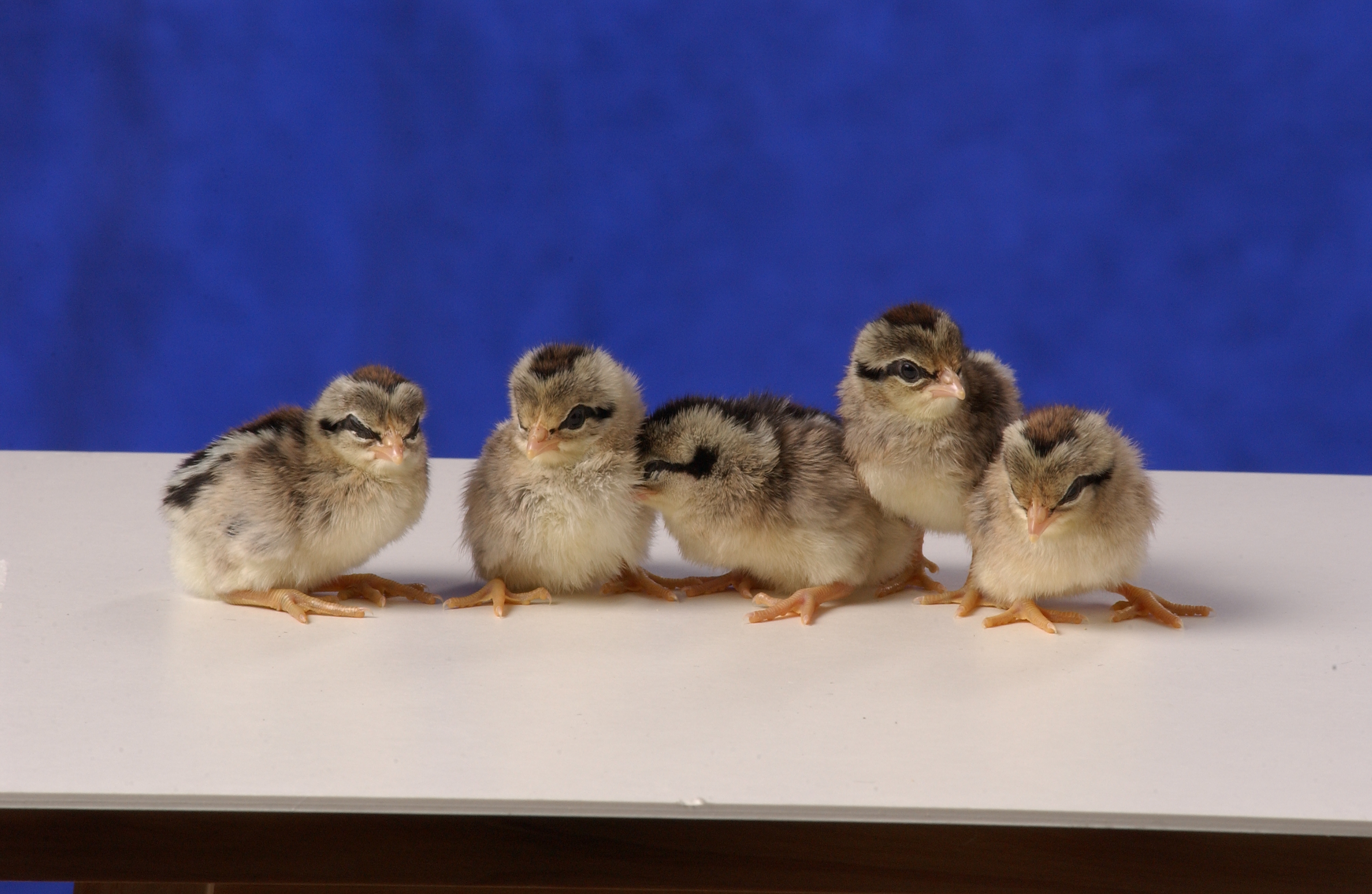 Silver Phoenix Bantam Chickens for Sale | Cackle Hatchery