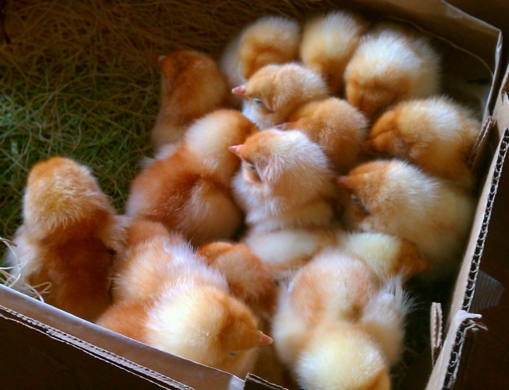 Cinnamon Queen Chickens Baby Chicks for Sale Cackle Hatchery