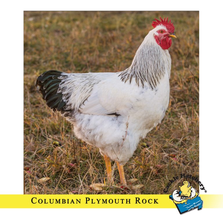Columbian Rock - Chickens for Sale & Info | Cackle Hatchery