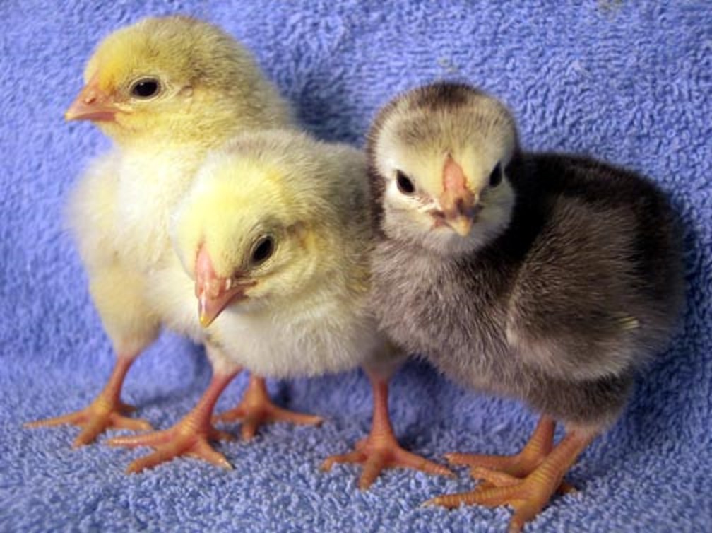 Columbian Wyandotte Baby Chicks for Sale Cackle Hatchery