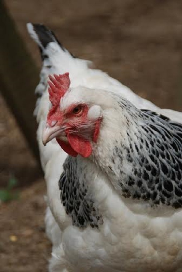 Columbian Rock - Chickens for Sale & Info | Cackle Hatchery
