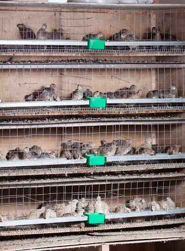Pharaoh Coturnix Quail Chicks For Sale Cackle Hatchery pharaoh-coturnix-quail-chicks-for-sale-cackle-hatchery