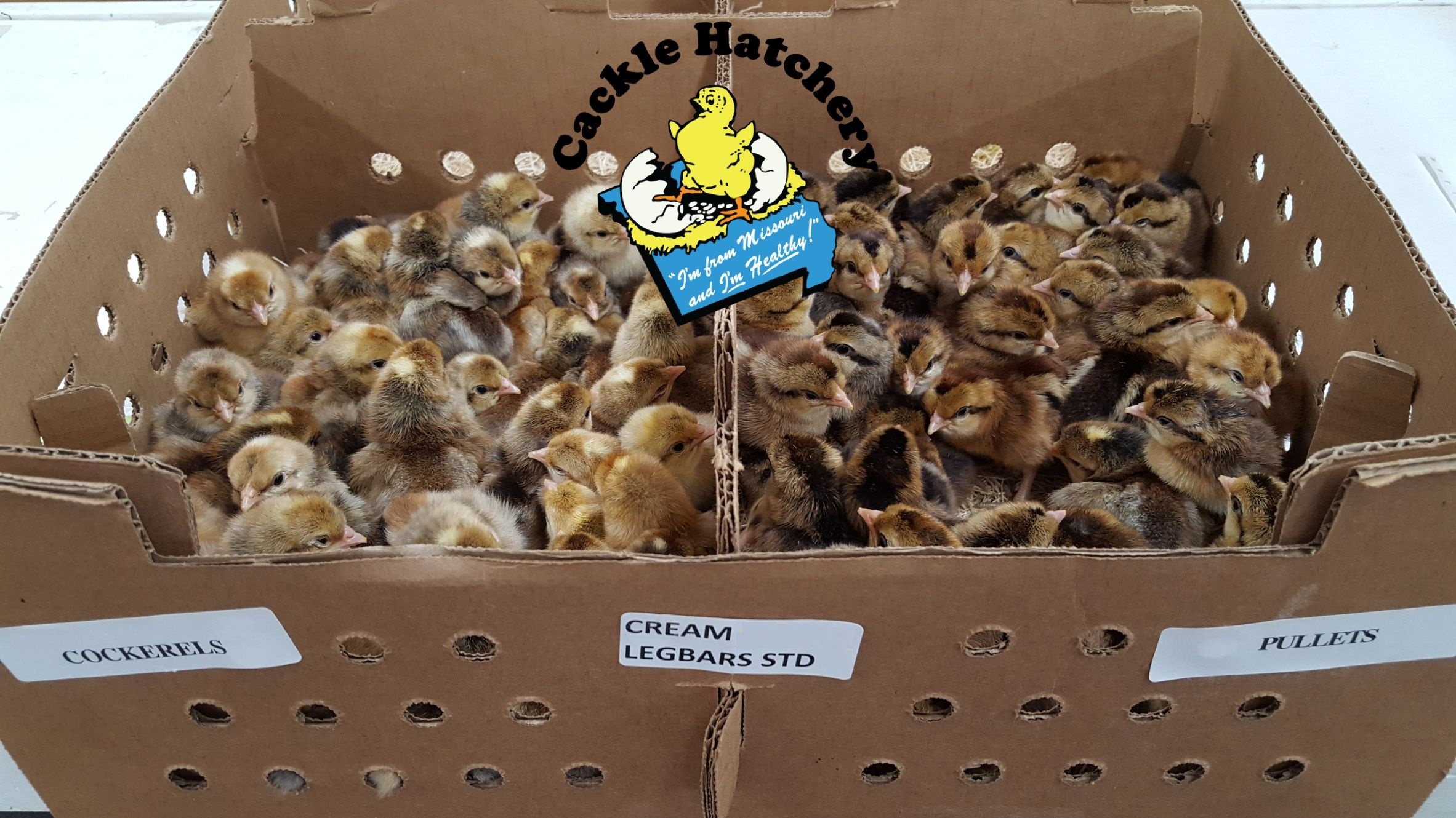 Cream Legbar Chickens For Sale Baby Chicks Cackle Hatchery Cream Legbar Chickens For Sale Baby Chicks Cackle Hatchery