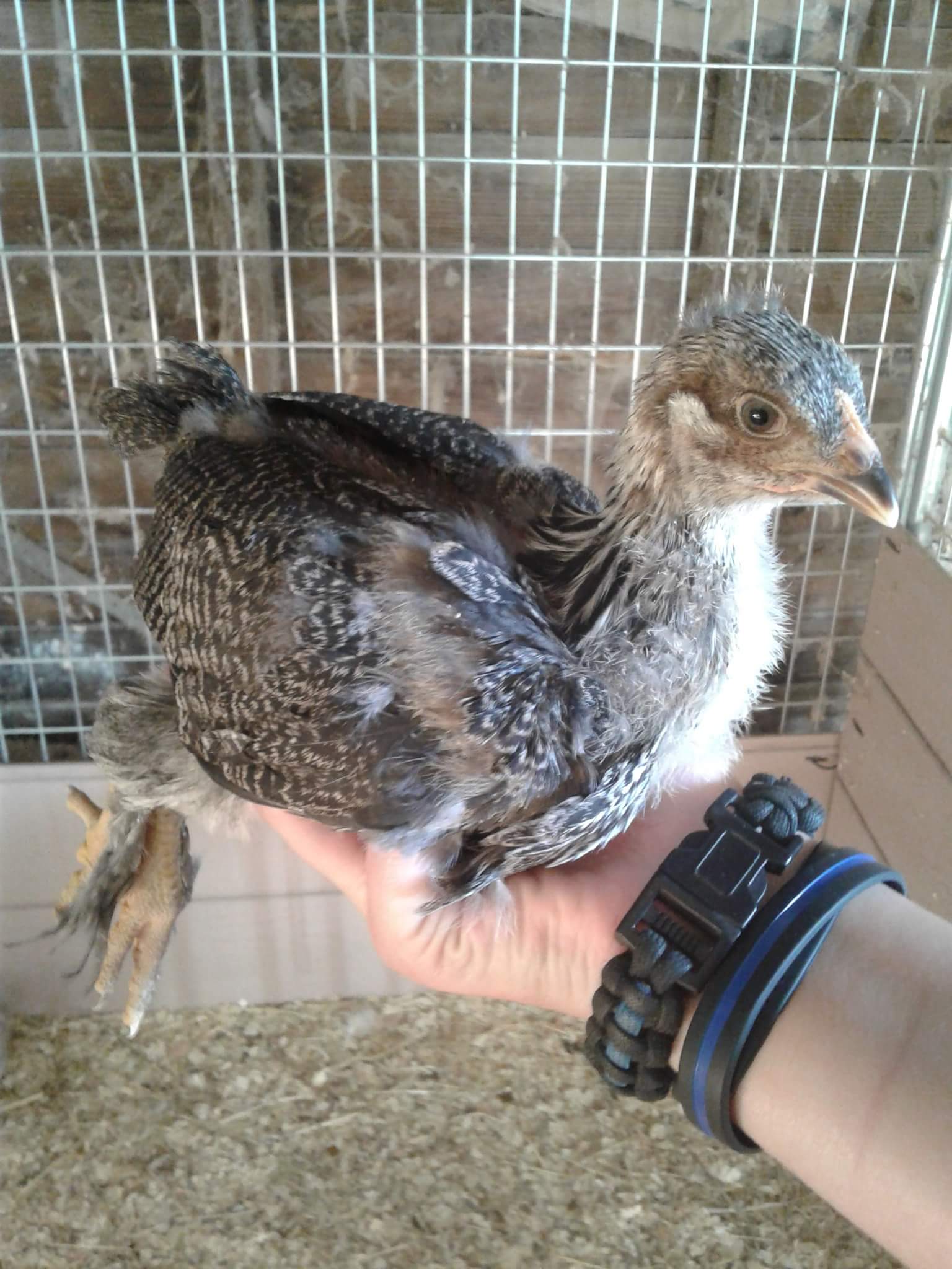 Dark Brahma Chickens Baby Chicks for Sale Cackle Hatchery