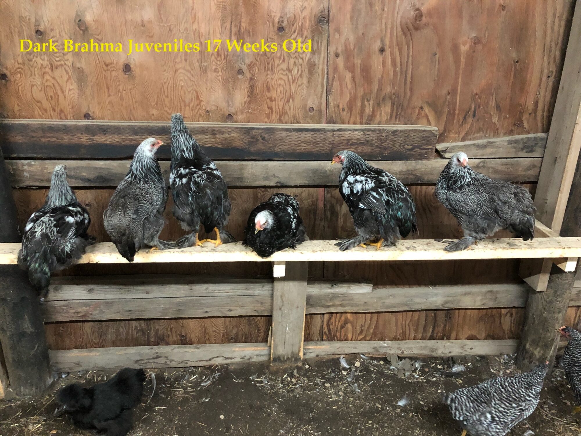 Dark Brahma Chickens Baby Chicks for Sale Cackle Hatchery