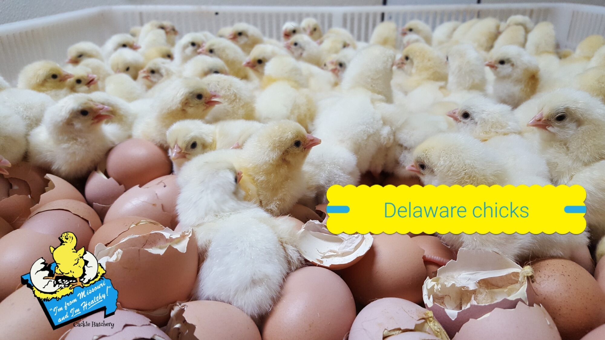 Delaware Chickens Brown Egg Layers Cackle Hatchery