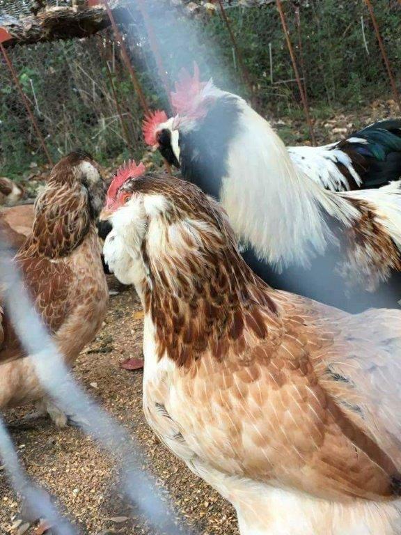 Salmon Faverolle Chickens Baby Chicks for Sale Cackle Hatchery