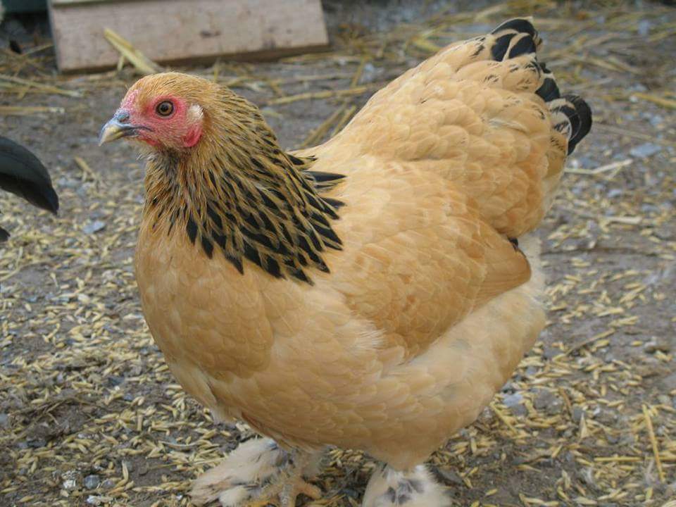 Buff Brahma Bantam Chickens for Sale Cackle Hatchery