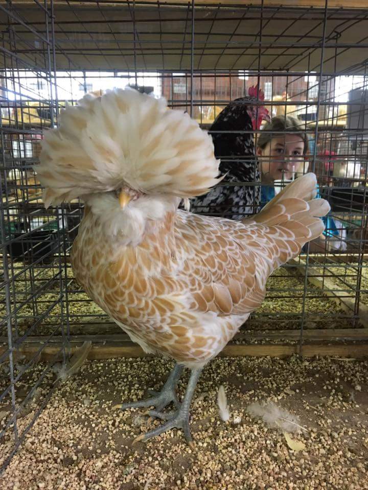 Buff Laced Polish Chicken Chicks for Sale Cackle Hatchery