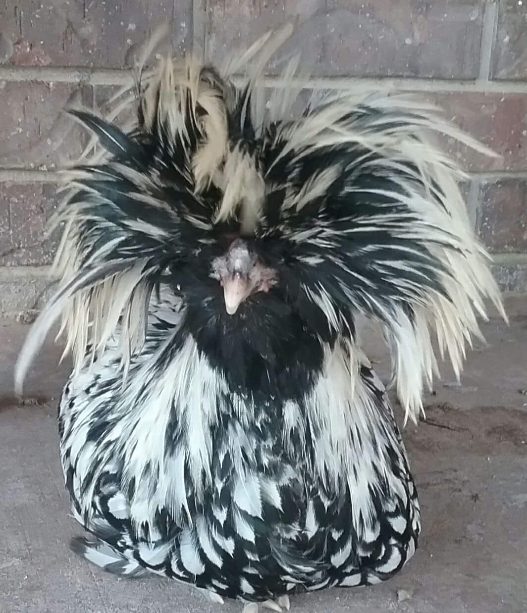 Silver Laced Polish Chicken - Baby Chicks for Sale | Cackle Hatchery