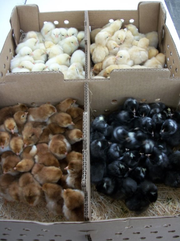 100 Frypan W/ 3 Free Ducks