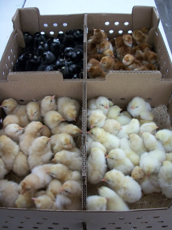 100 Frypan W/ 3 Free Ducks