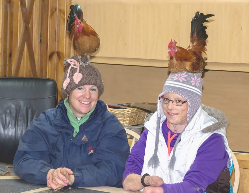 Ginger Red Old English Bantam Chicken Cackle Hatchery