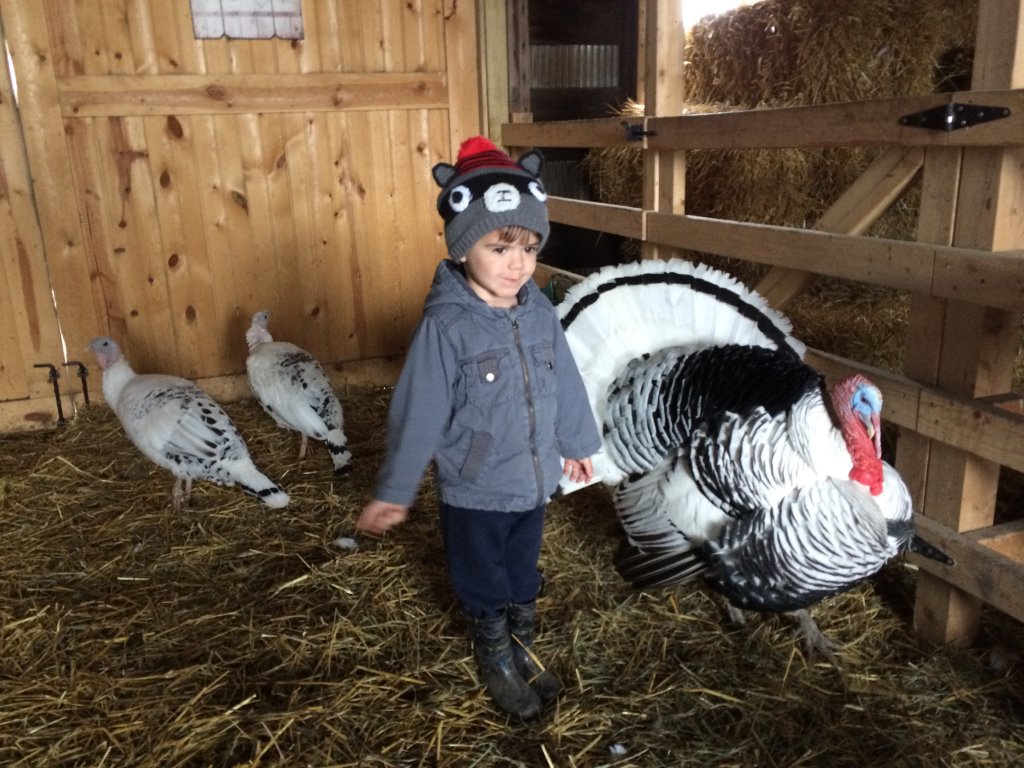 Royal Palm Turkey Heritage Breed Turkeys Cackle Hatchery