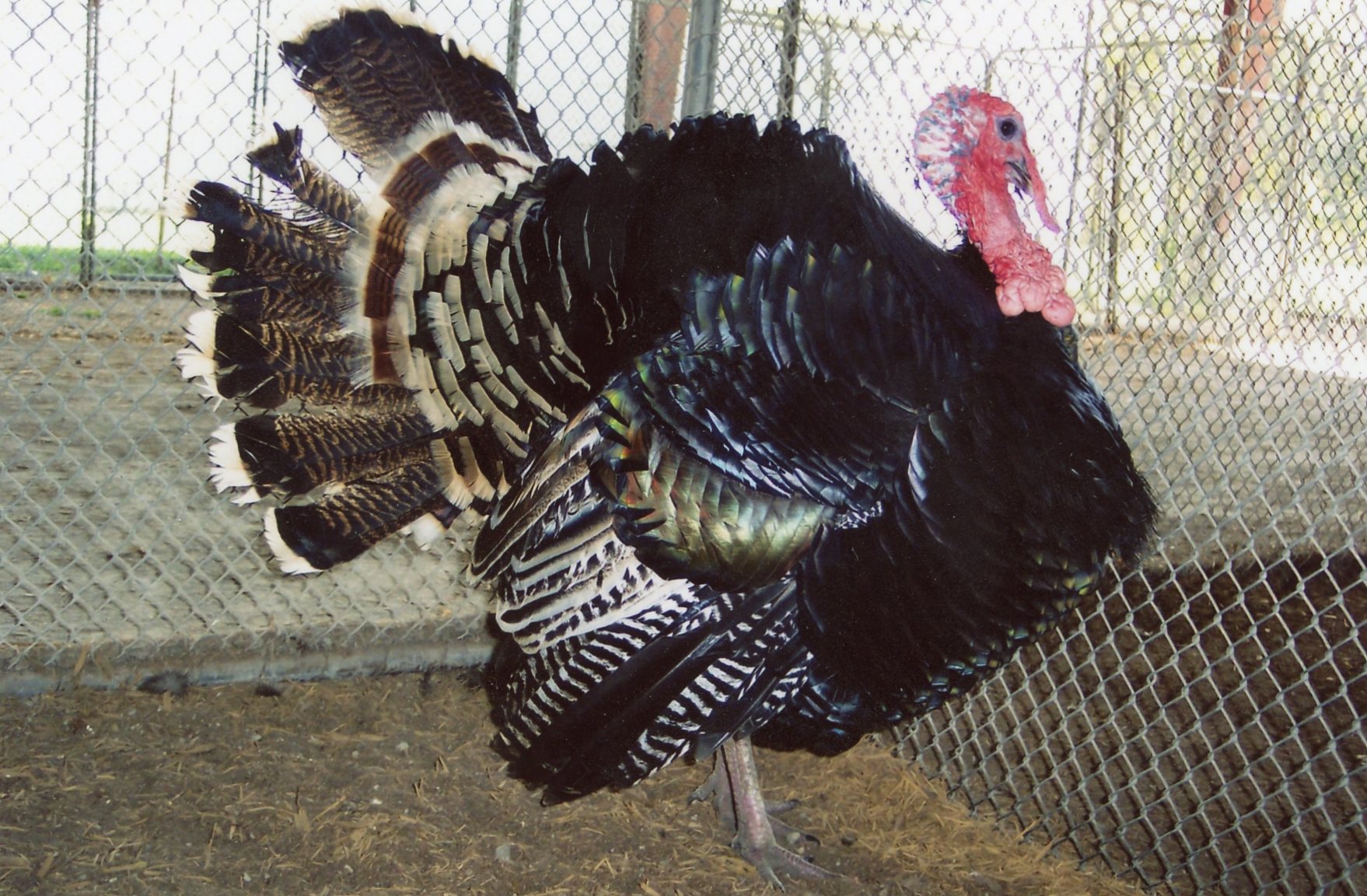 Broad Breasted Bronze Turkey Poults Cackle Hatchery