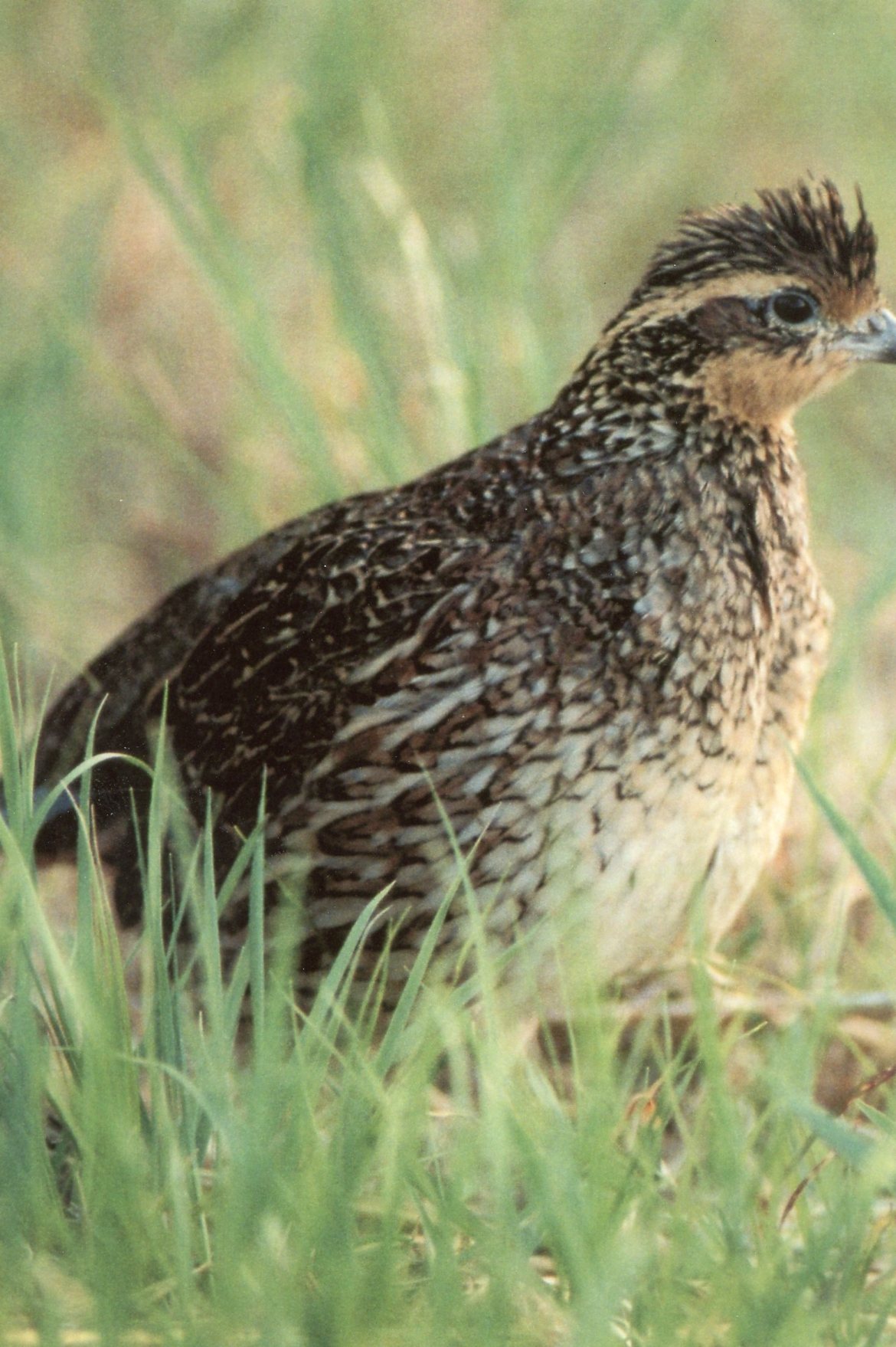 Bobwhite Quail for Sale Game Bird Chicks Cackle Hatchery