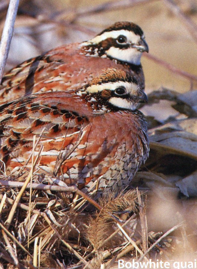 Bobwhite Quail for Sale Game Bird Chicks Cackle Hatchery