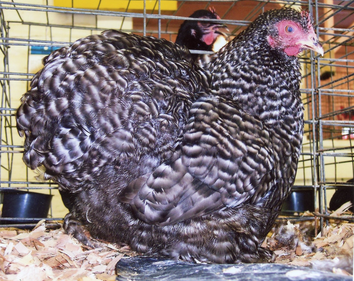 Barred Cochin Bantam Chickens for Sale Cackle Hatchery