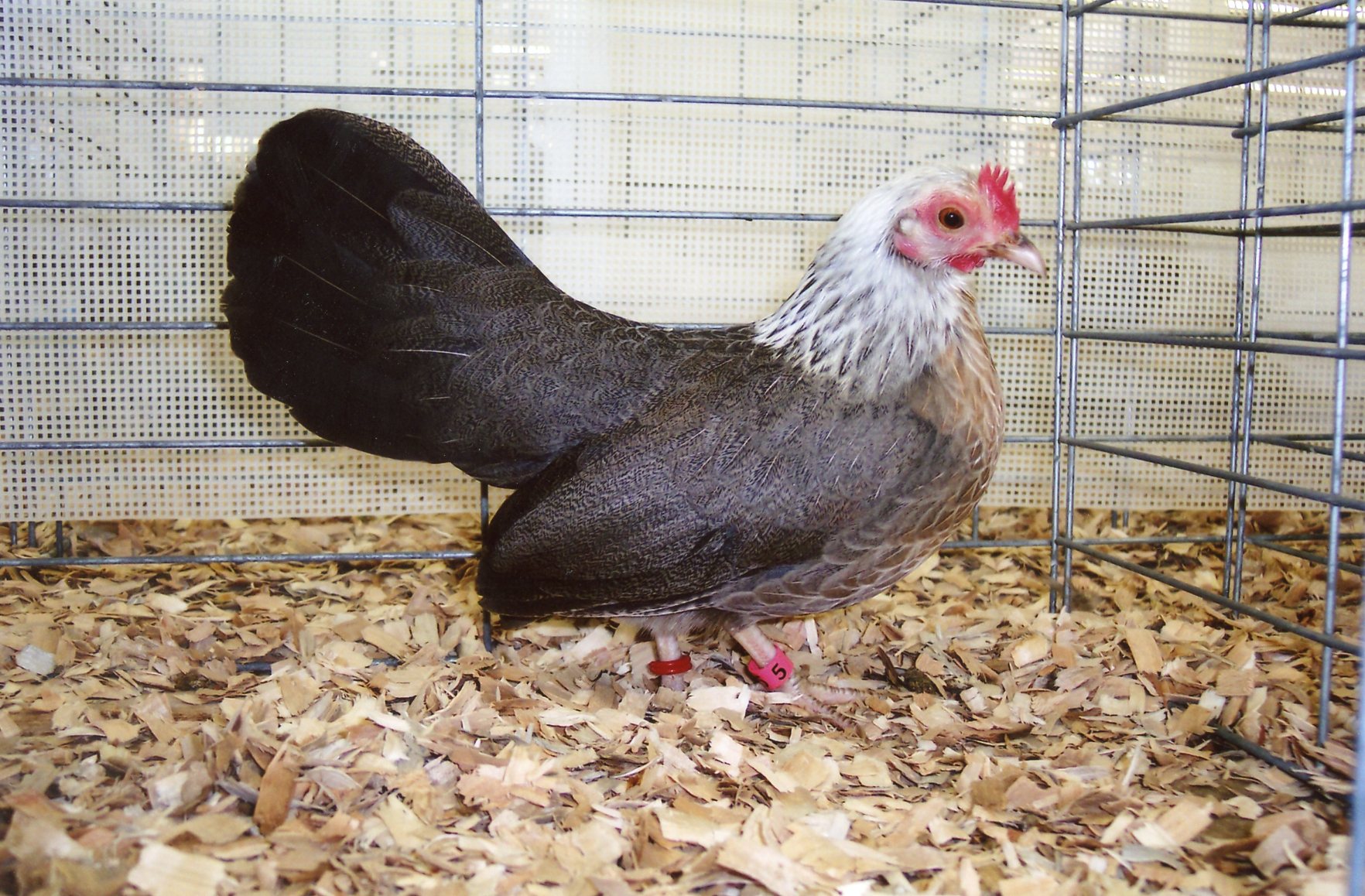 Silver Duckwing Old English Game Bantams Cackle Hatchery
