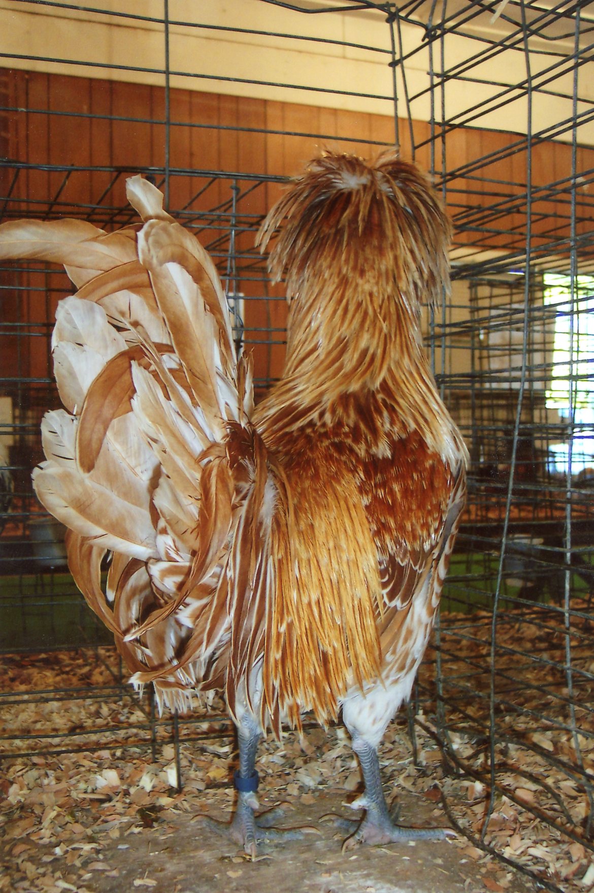 Buff Laced Polish Chicken Chicks for Sale Cackle Hatchery