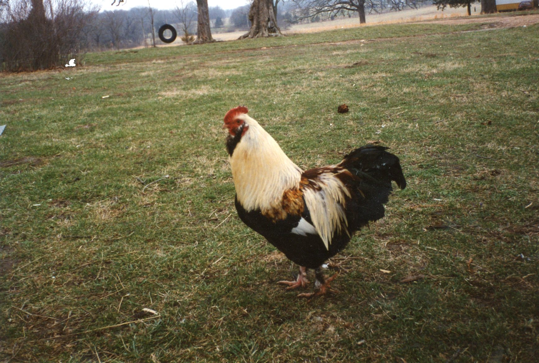 Salmon Faverolle Chickens Baby Chicks for Sale Cackle Hatchery