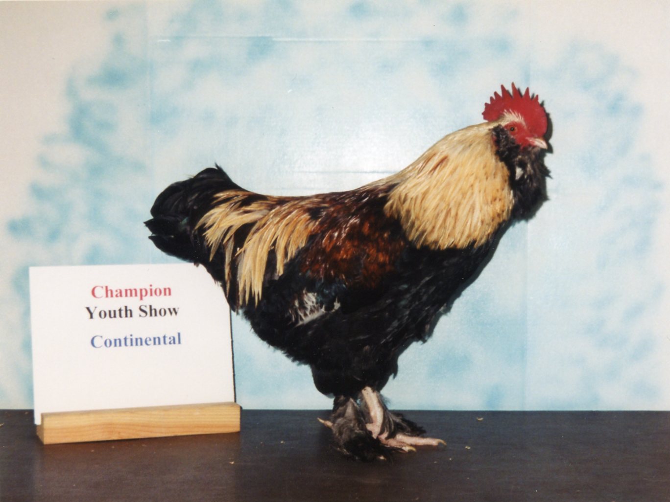 Salmon Faverolle Chickens Baby Chicks for Sale Cackle Hatchery