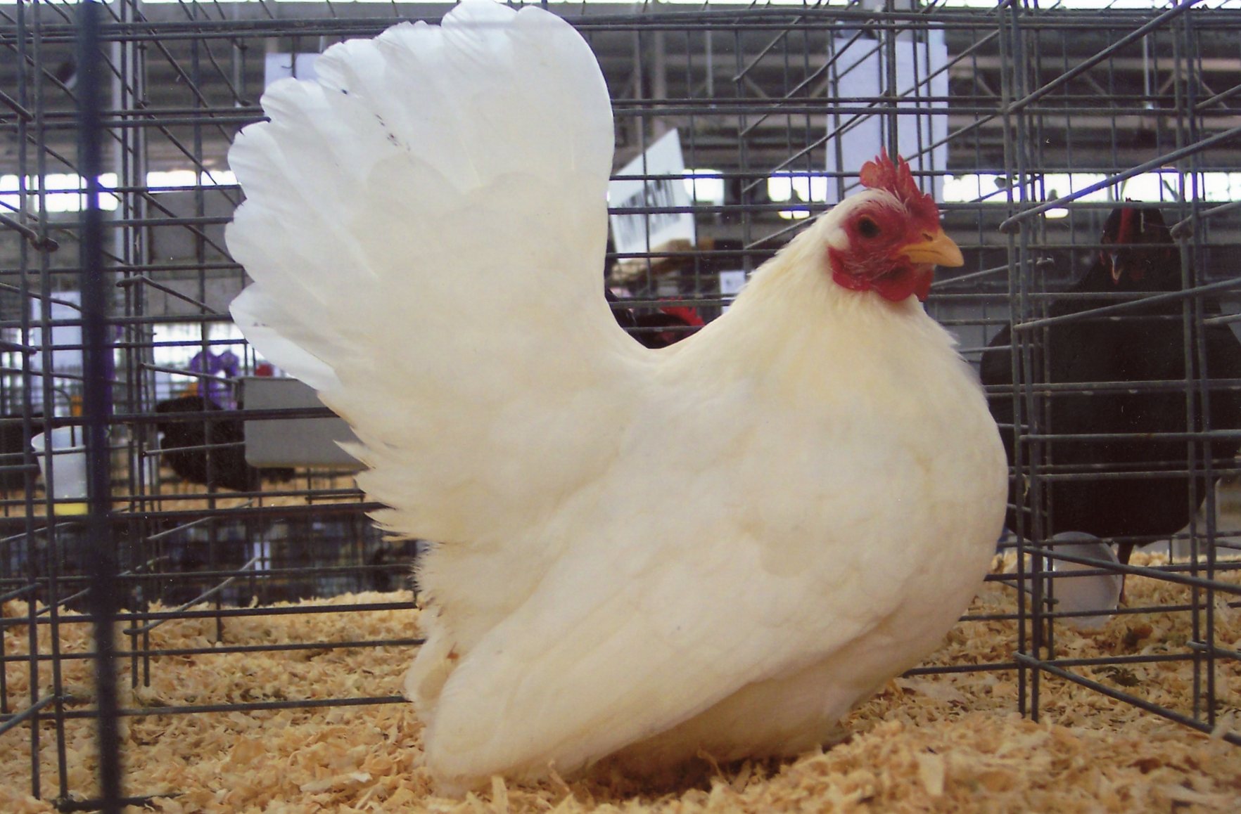 White Japanese Bantam Chickens for Sale Cackle Hatchery