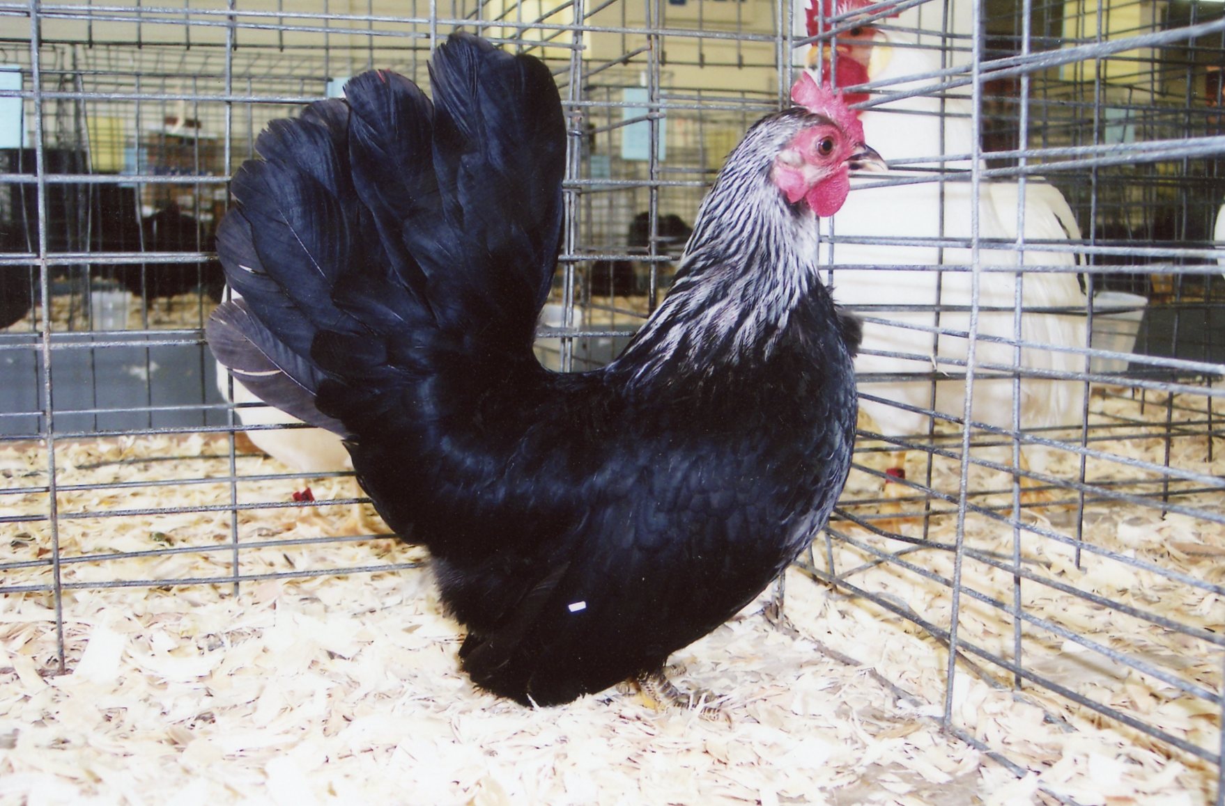 Gray Japanese Bantam Chickens for Sale Cackle Hatchery
