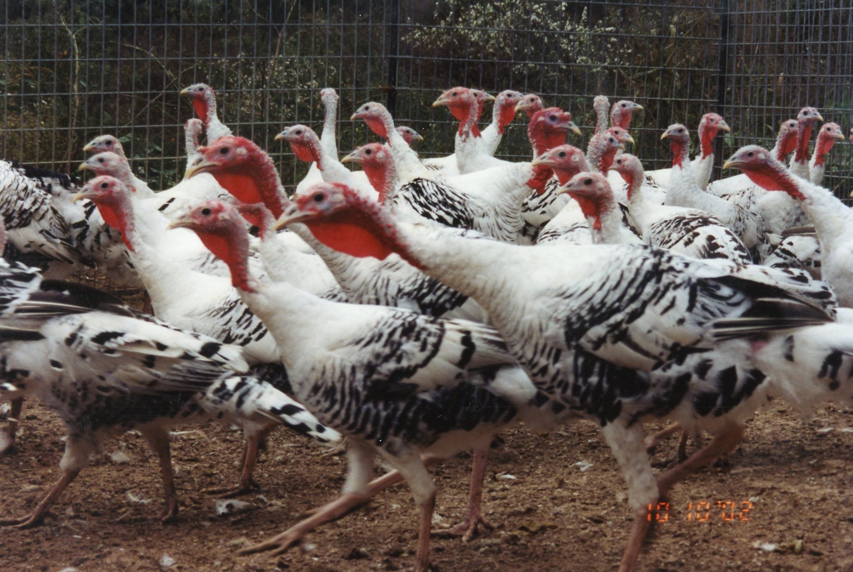 Royal Palm Turkey Heritage Breed Turkeys Cackle Hatchery