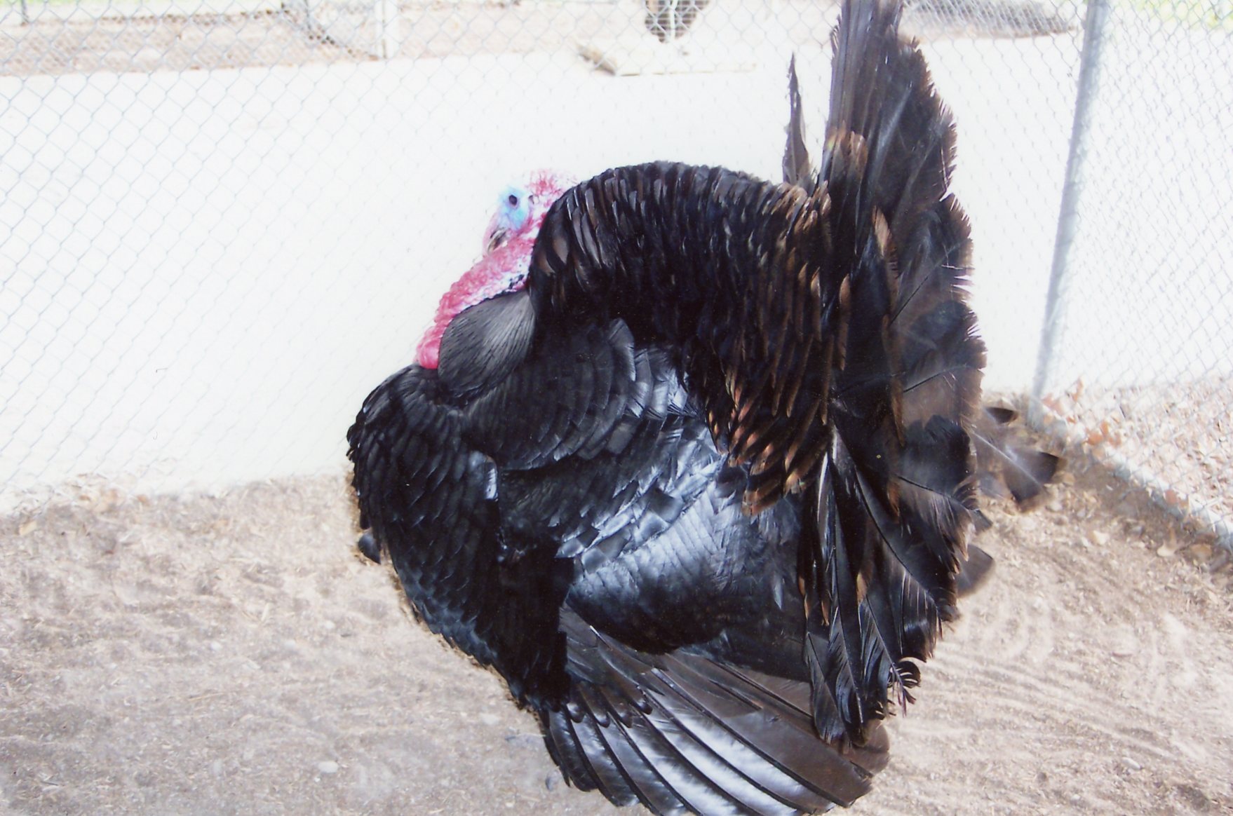 Black Spanish Turkey Poults for Sale Cackle Hatchery
