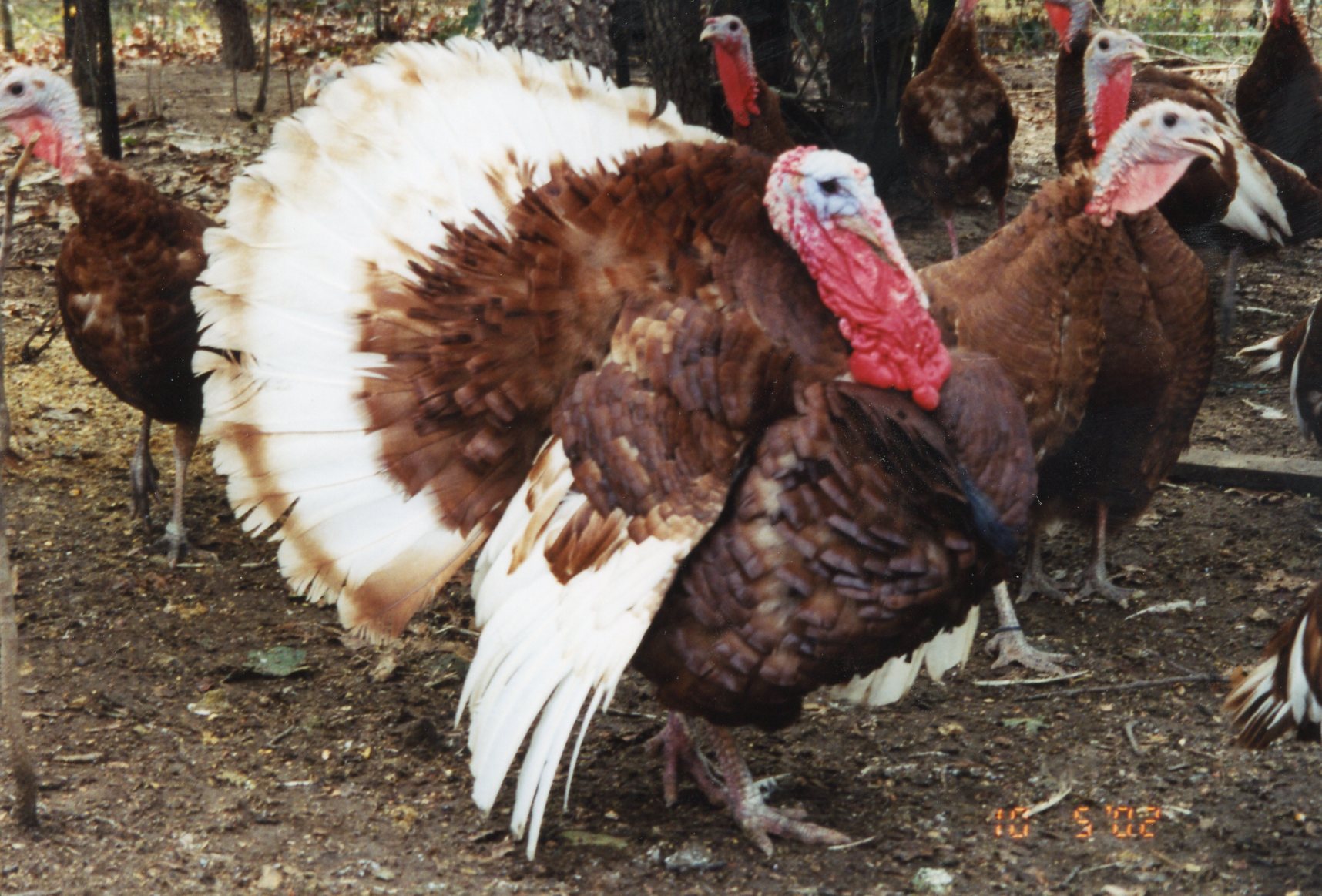 Bourbon Red Turkey Heritage Turkey Poults Cackle Hatchery