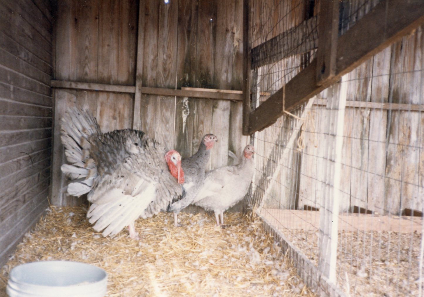 Blue Slate Turkey Turkey Poults for Sale Cackle Hatchery