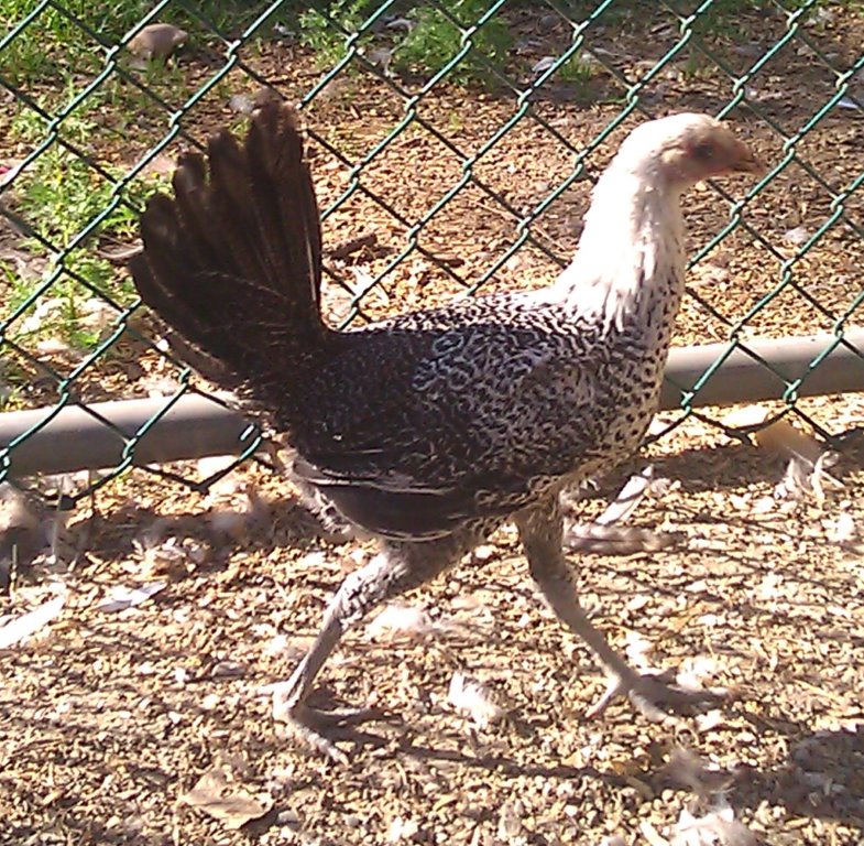Egyptian Fayoumis Chickens Day Old Chicks (Fowl) Cackle Hatchery
