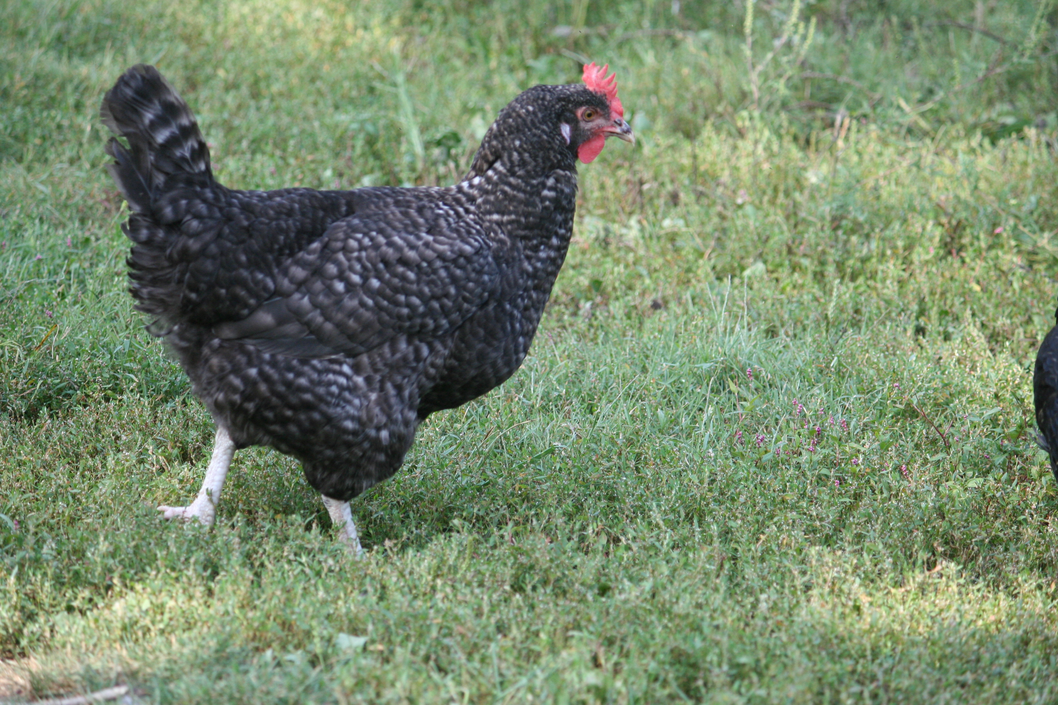 Cuckoo Maran Chickens For Sale Dark Brown Egg Layers Cackle Hatchery