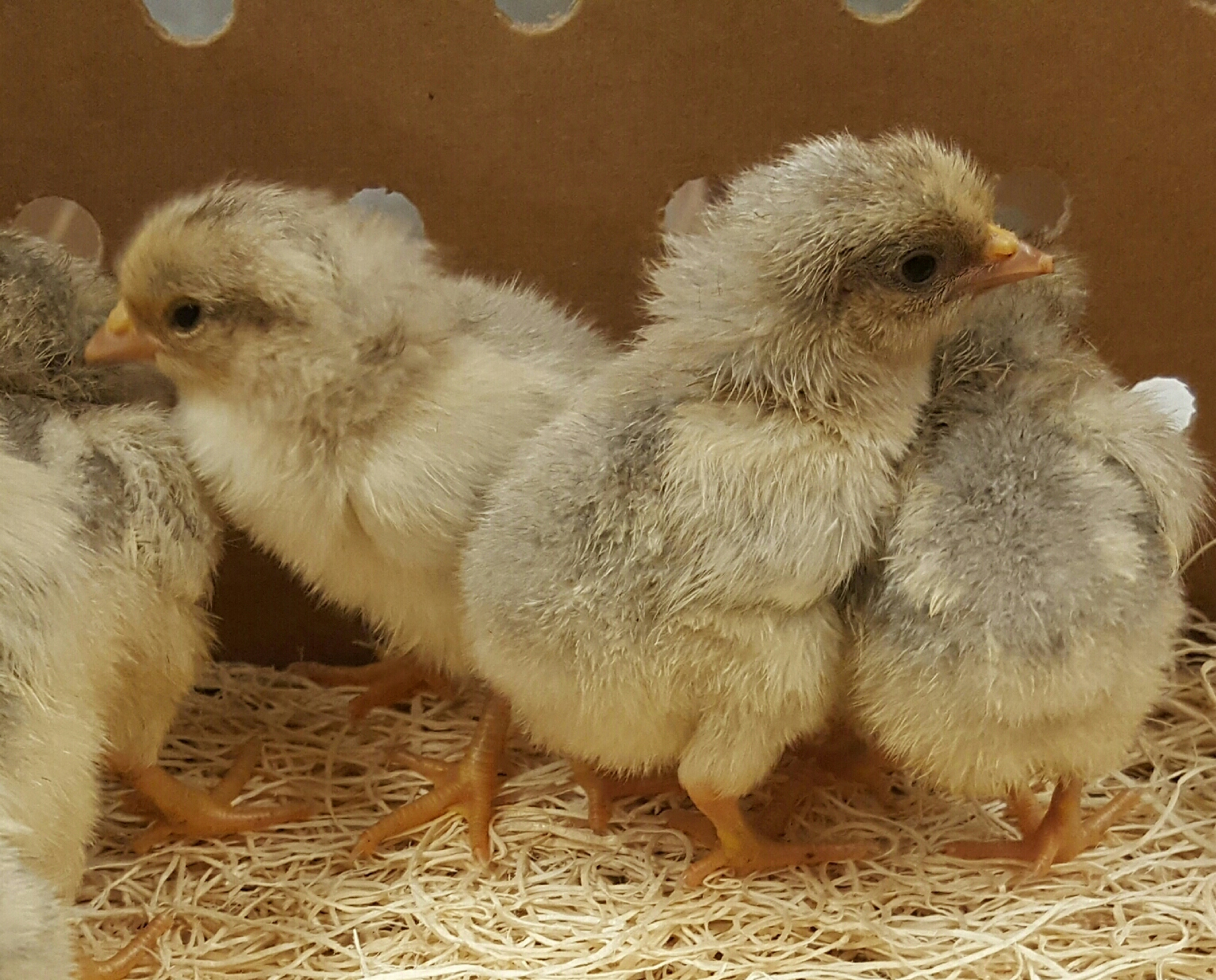 Isabella Leghorn Chickens Baby Chicks for Sale Cackle Hatchery