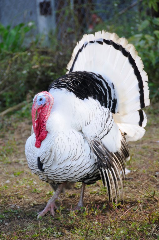 Royal Palm Turkey Heritage Breed Turkeys Cackle Hatchery