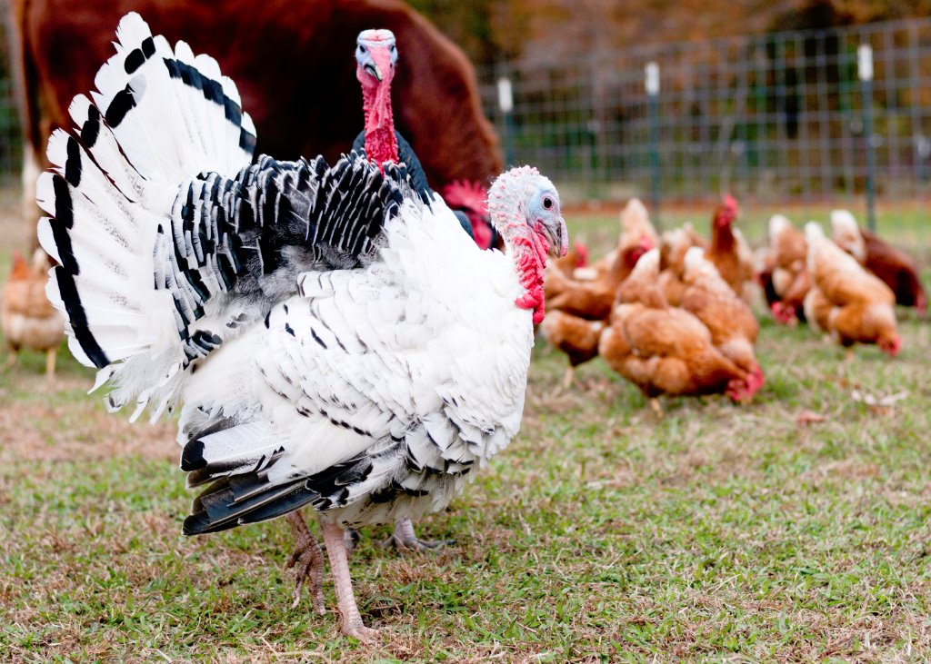 Royal Palm Turkey Heritage Breed Turkeys Cackle Hatchery