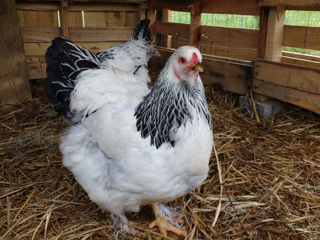 Light Brahma Chickens Baby Chicks for Sale Cackle Hatchery