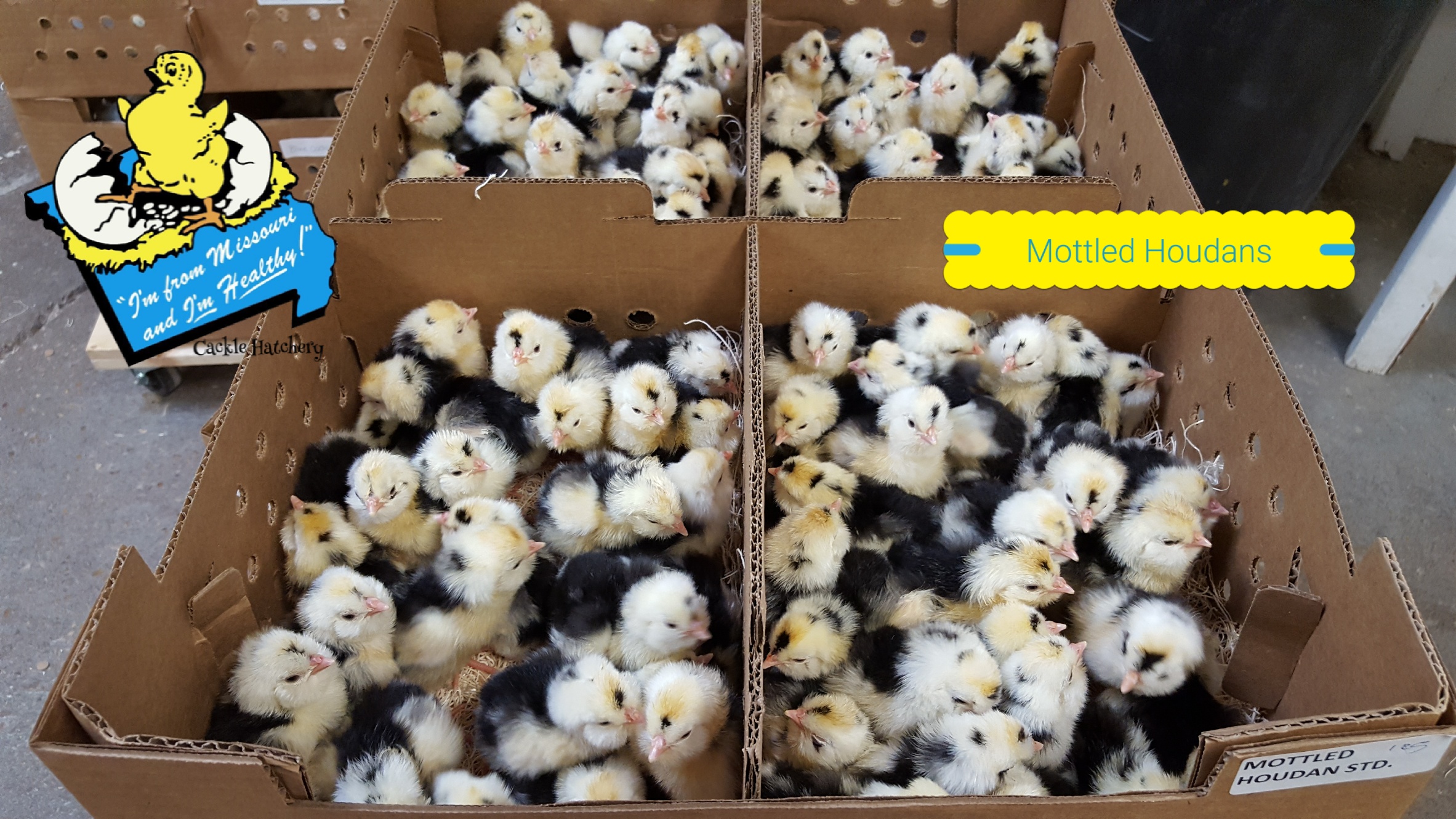 Mottled Houdan Chickens - Chicks for Sale | Cackle Hatchery