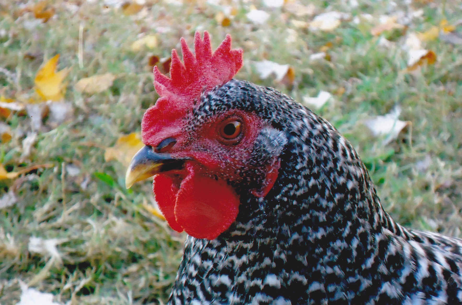 Barred Rock Chickens For Sale Cackle Hatchery