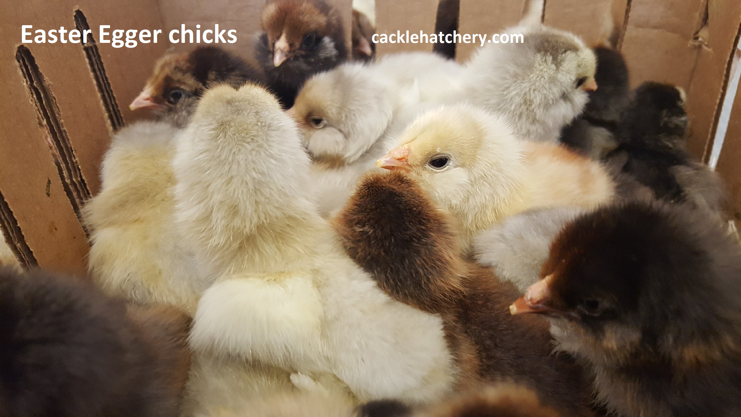 Easter Egger Chickens & Baby Chicks for Sale Cackle Hatchery