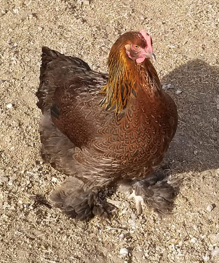 Partridge Cochin Standard - Baby Chicks | Cackle Hatchery