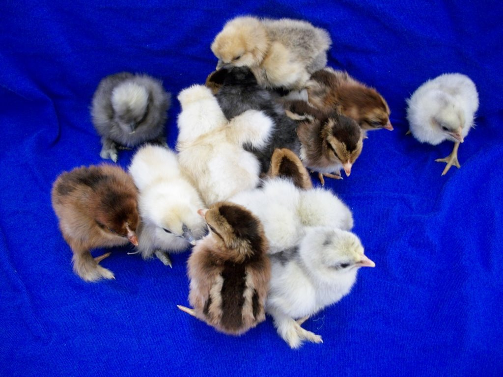 Assorted Purebred Bantam Chicken Special Cackle Hatchery