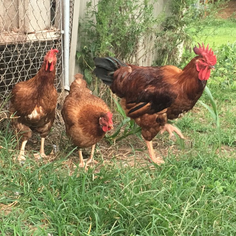 Cackle's Red Broilers Meat/Broiler Chickens for Sale Cackle Hatchery