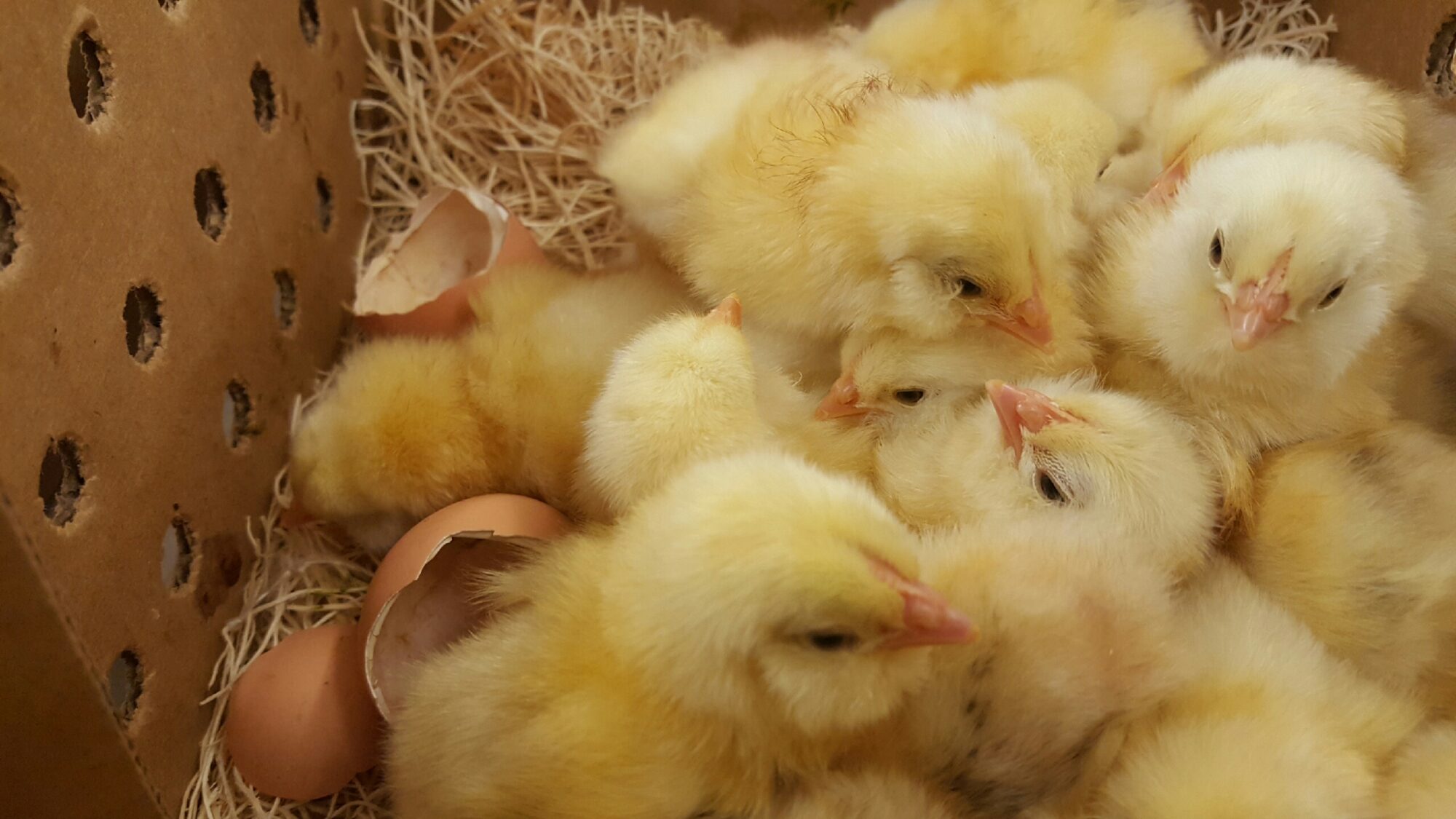Salmon Faverolle Chickens Baby Chicks for Sale Cackle Hatchery