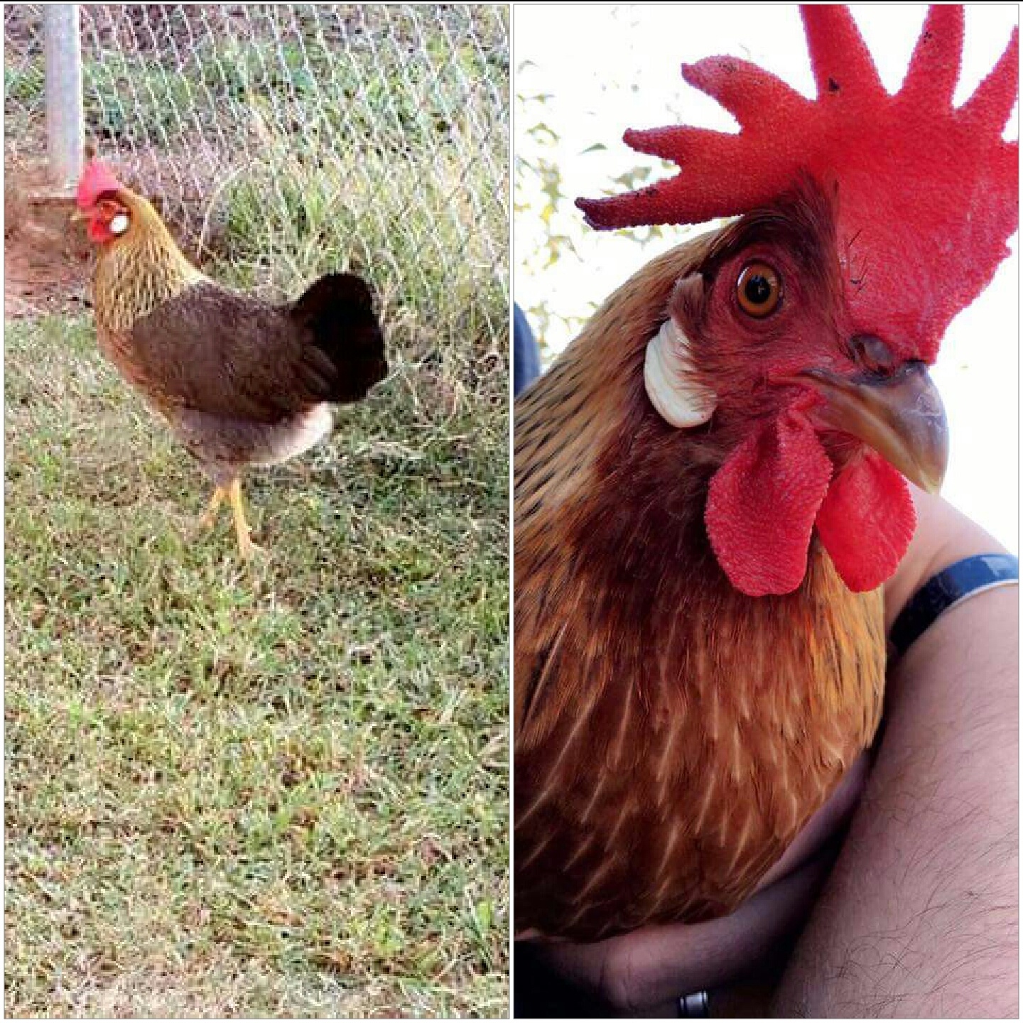 Brown Leghorn Chickens For Sale Online | Cackle Hatchery