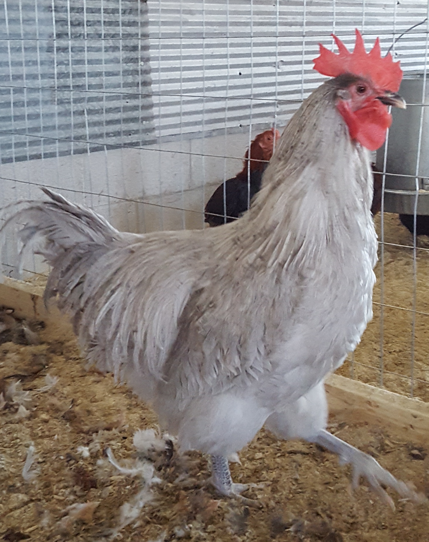 Lavender Orpington Chicken For Sale Cackle Hatchery