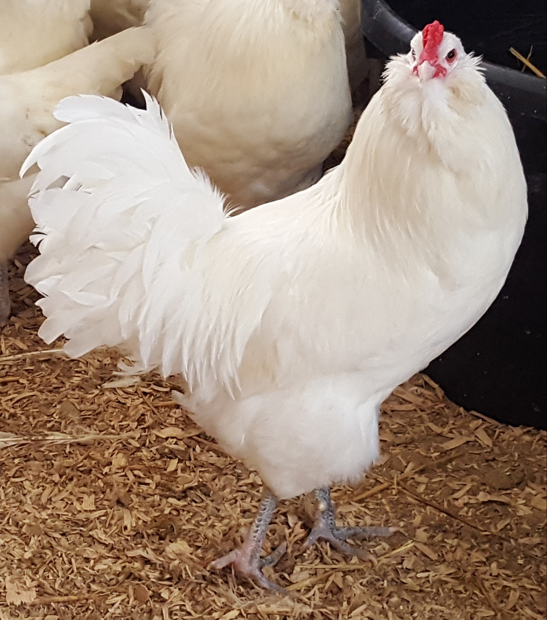 Oct 26, 2012 · also, you satisfied my concerns that my roosters are growing up with the flock is a good thing. White Ameraucana Chickens For Sale - Baby Chicks | Cackle ...
